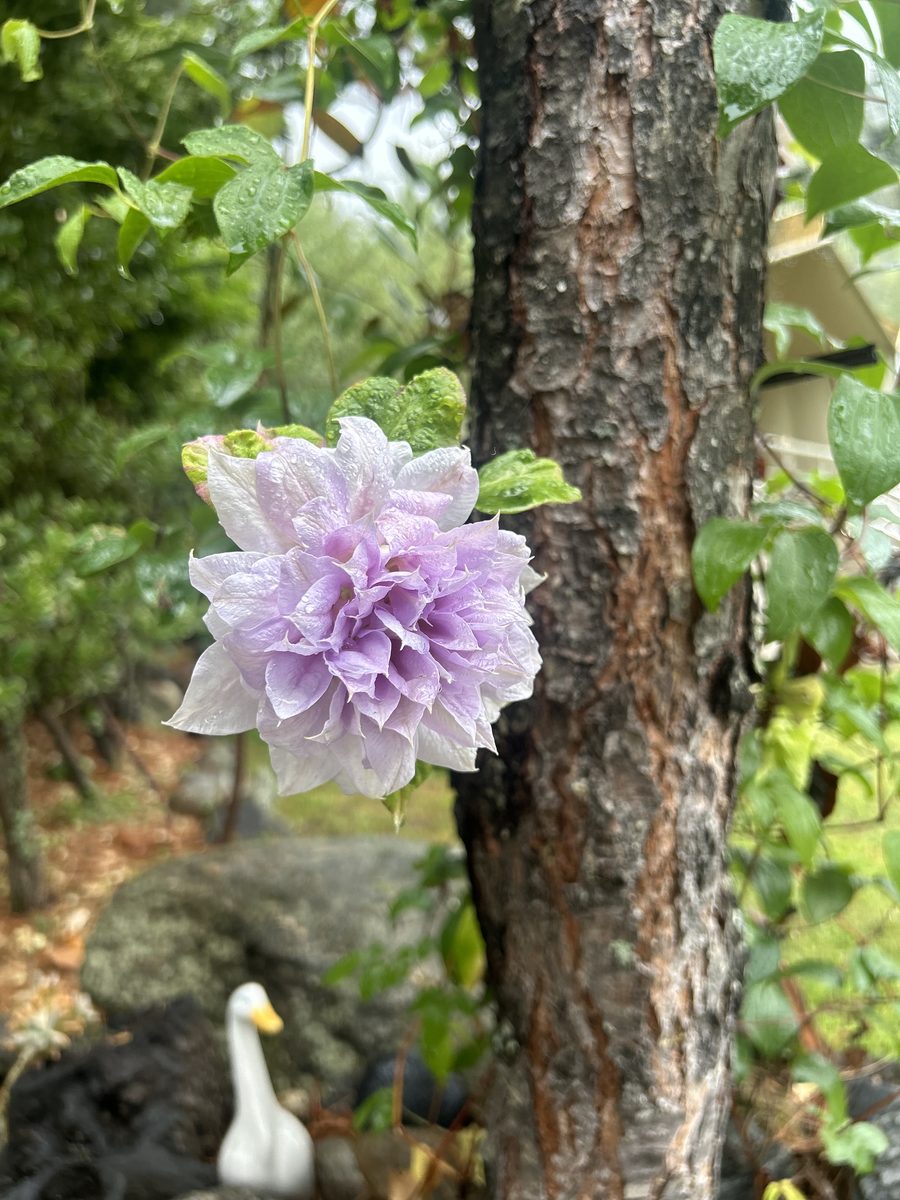 A soft lavender flower blooming in a garden after rain